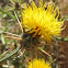 Yellow Star Thistle