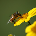 Honeybee (Ape)