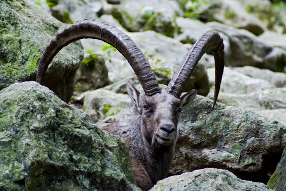 Steinbock, Ljubljana ZOO
