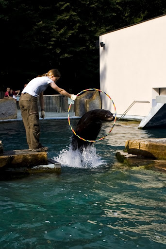 Sea Lion, Ljubljana ZOO