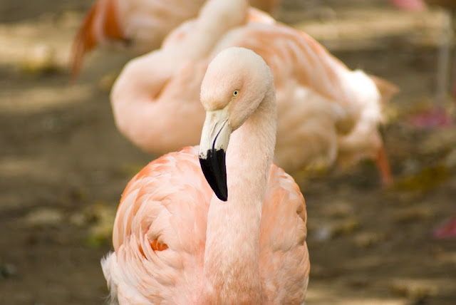Flamingo