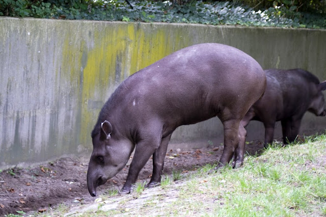 Tapirji