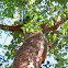 Gumbo-Limbo  Tree
