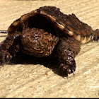 Common snapping turtle