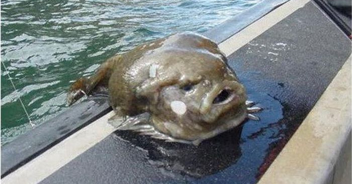 Amazing Fishes