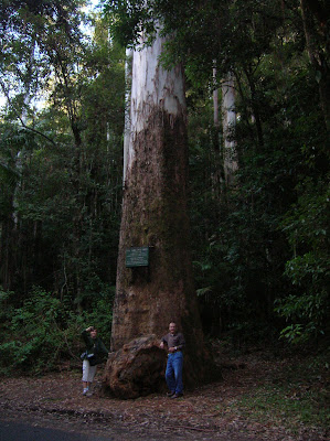 Eucalyptus gigante