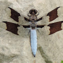 Common Whitetail Dragonfly (male)