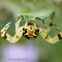 Crab Spider