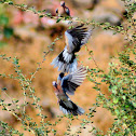 Laughing Dove