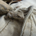 Eastern Fence Lizard