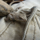 Eastern Fence Lizard