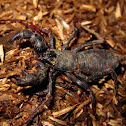 Whip Scorpion