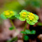 Alternate-leaved Golden Saxifrage