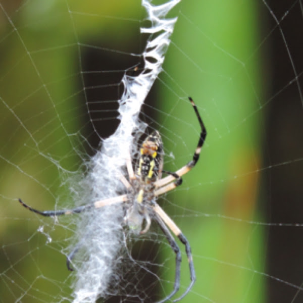 Zipper Spider, Black and Yellow Garden Spider. Project Noah