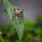 Stink bug, Shield bug