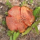 Red Cracking Bolete
