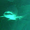 Bull shark