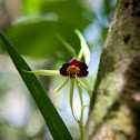 Clamshell orchid