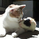 House cat & Guinea Pig