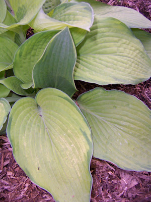 Hosta Inniswood Sport