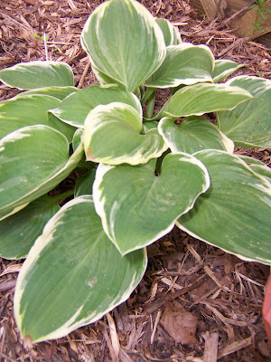 Hosta Heartsong