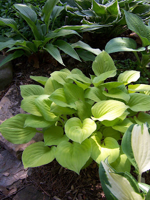 Hosta Amber Tiara