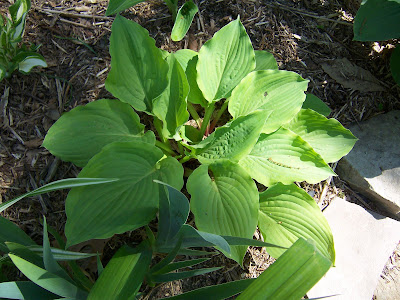 Hosta Key Lime Pie