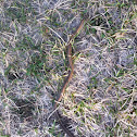 Northern red belly snake