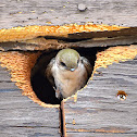 Violet-green Swallow