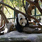 Giant Panda