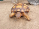 Tortoise Sculpture