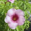 Alamanda