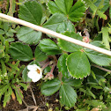 Wild Oregon Strawbrerry