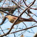 Northern Cardinal (Female)