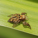 Jumping Spider