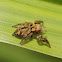 Jumping Spider
