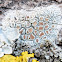 Lecanora albescens