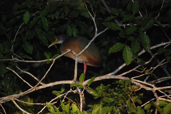 Spotting Image 1