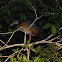 Gray-necked wood-rail