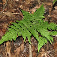 Ferns of Northeastern U.S.