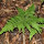 Ferns of Northeastern U.S.
