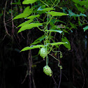 Taiwan Tubergourd