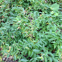 Dog strangling vine