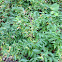 Dog strangling vine
