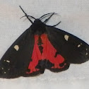 Placentia Tiger Moth