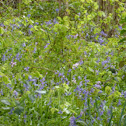 Bluebells