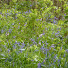 Bluebells