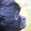 Black-headed spider monkey