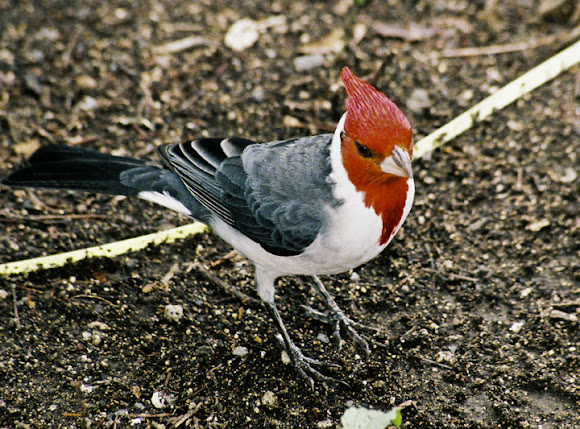 Spotting Image 1