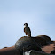 American Kestrel
